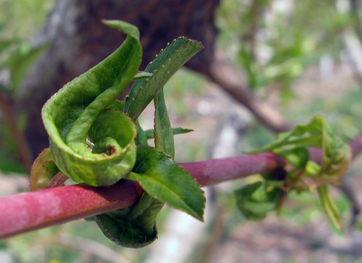 green peach aphid