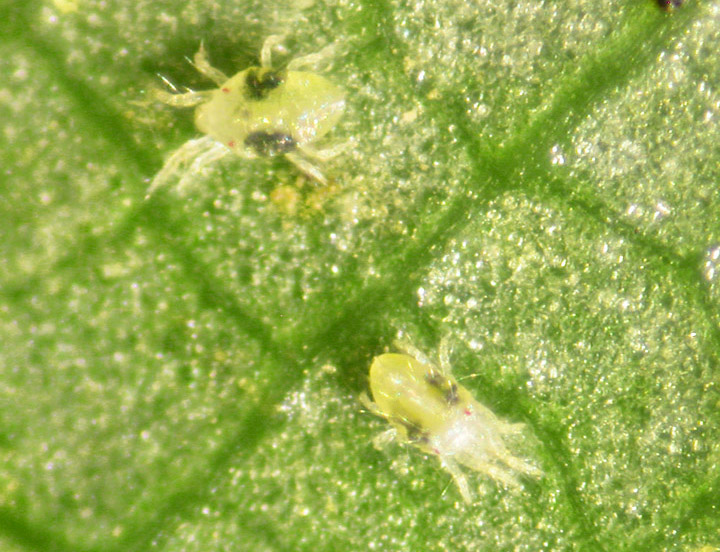 Spider Mites