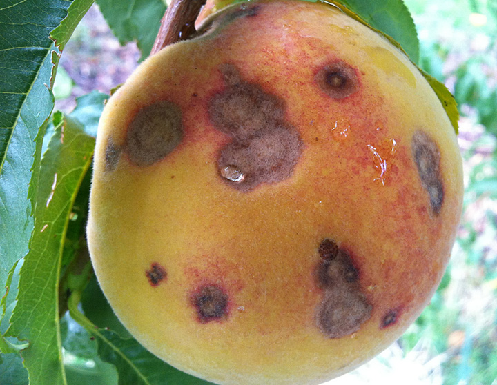 Coryneum blight on mature fruit