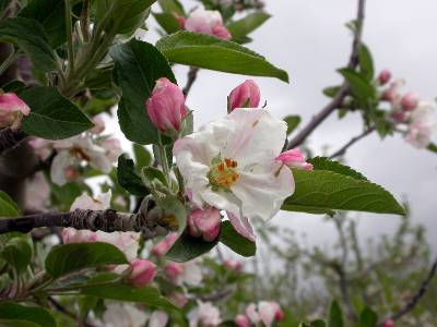 The apple-tree . Apples. 20 THE APPLE-TREE comely blossom, fragrant and  pinky white, flatly spread to the sky, carrying the spirit of the cool of  the spring. What concerns us now